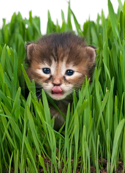 Söt kattunge — Stockfoto