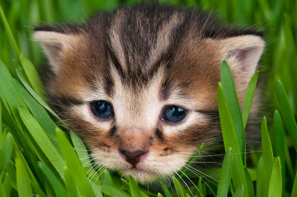 Söt kattunge — Stockfoto