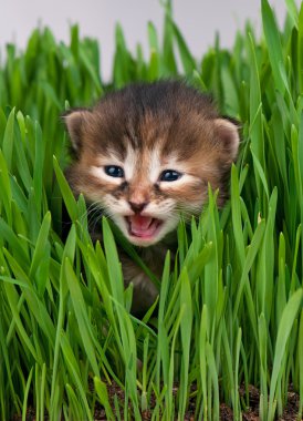 şirin kedi yavrusu
