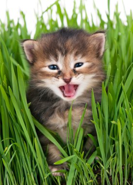 şirin kedi yavrusu
