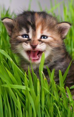 şirin kedi yavrusu