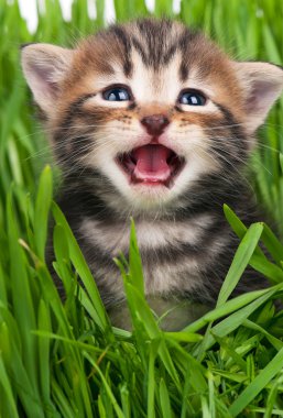 şirin kedi yavrusu