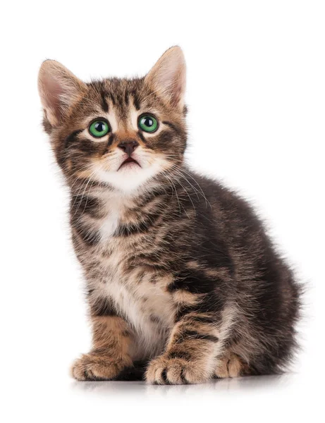 Cute kitten — Stock Photo, Image