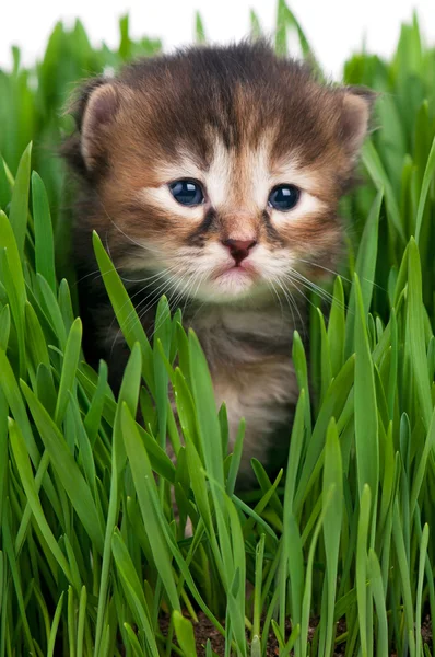 Leuk Katje — Stockfoto