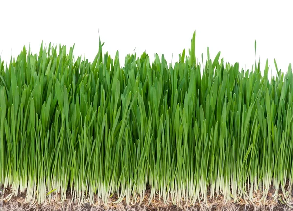 Green grass — Stock Photo, Image