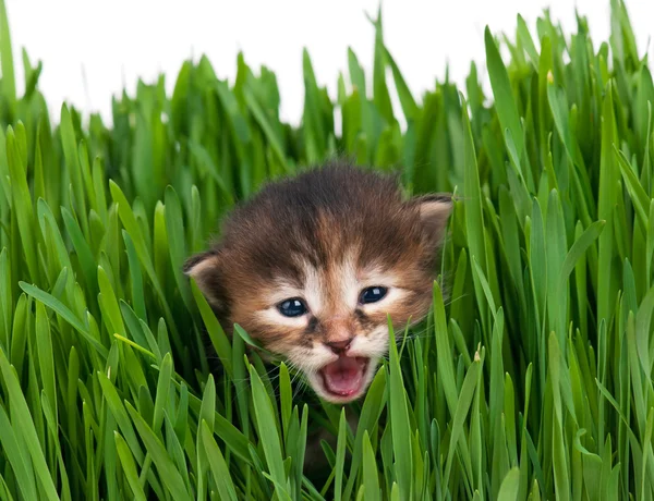 Gatito siberiano — Foto de Stock