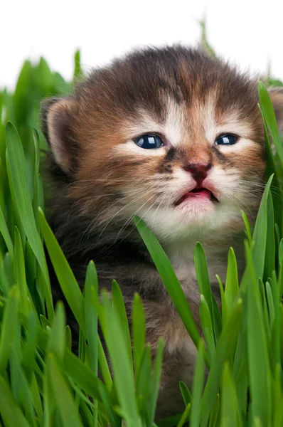 シベリアの子猫 — ストック写真