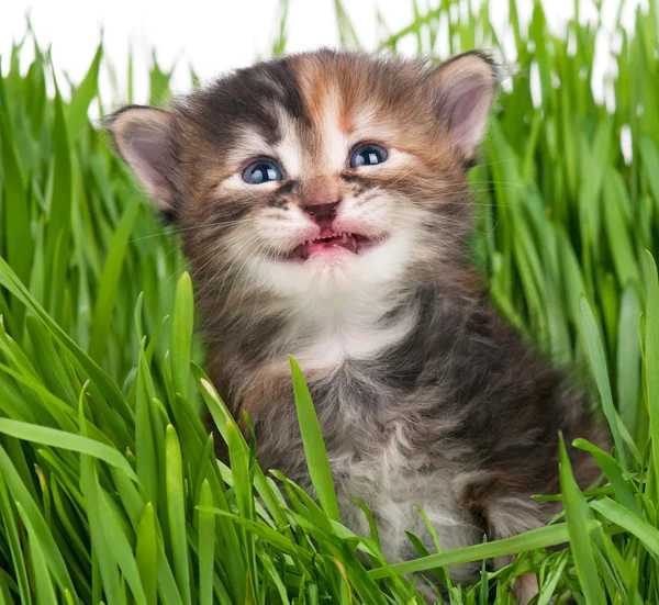 Siberische kitten — Stockfoto