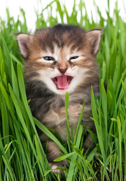 Siberian kedi — Stok fotoğraf