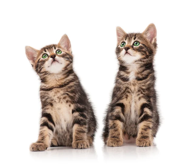 Siberische kittens — Stockfoto