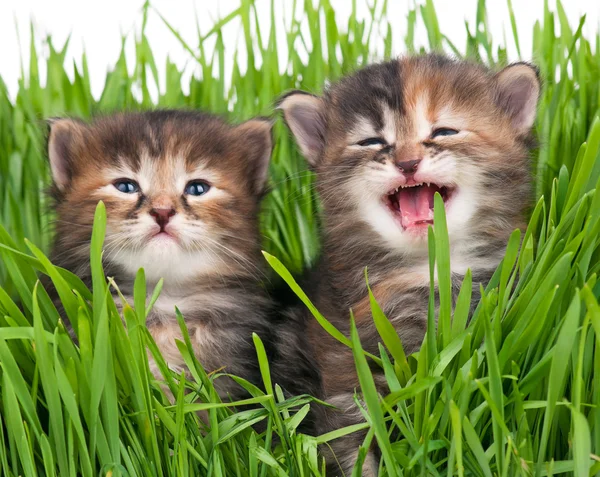 Gatitos siberianos —  Fotos de Stock