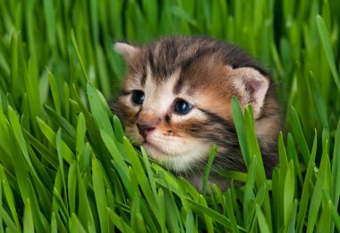 şirin kedi yavrusu