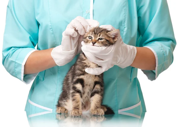 Veterinär undersökning — Stockfoto