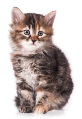 Siberian kedi