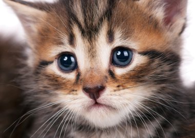 şirin kedi yavrusu