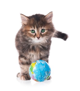 Siberian kedi