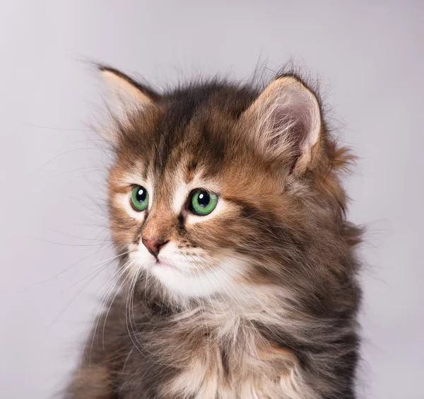 Siberian kattunge — Stockfoto