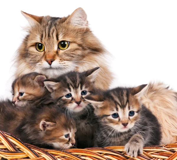 Siberian kittens — Stock Photo, Image