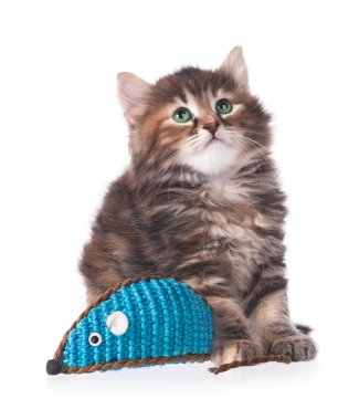 Siberian kedi