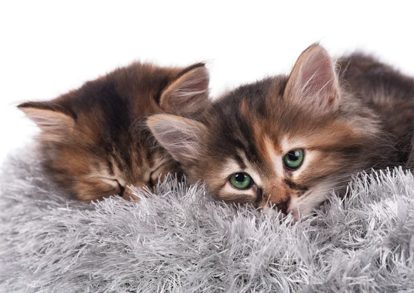 Kocięta syberyjskie — Zdjęcie stockowe