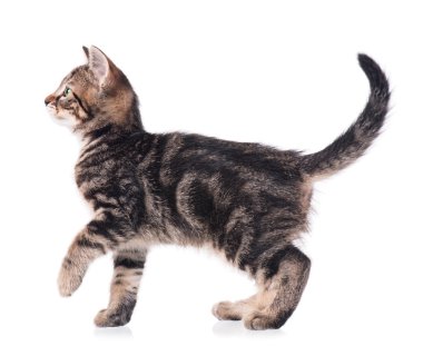 şirin kedi yavrusu
