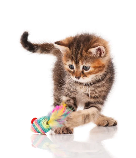 Gatinho bonito — Fotografia de Stock