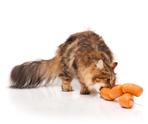 Siberian cat — Stock Photo, Image