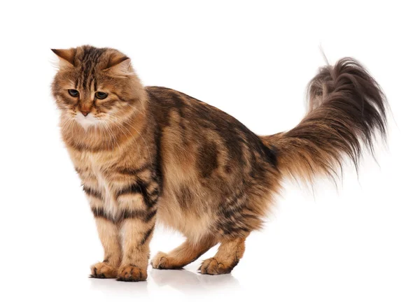 Сибірський кіт — стокове фото