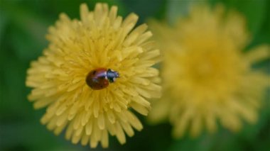karahindiba çiçekler