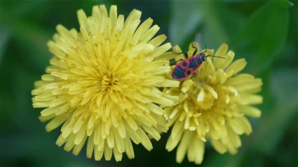 Dandelion flowers — Stock Video