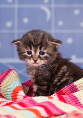 Siberian kedi