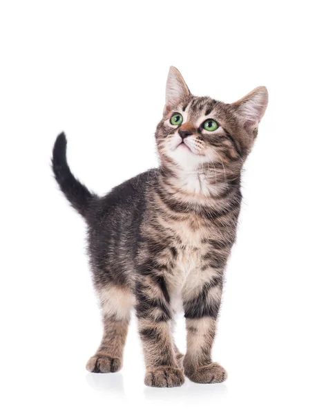 Cute kitten — Stock Photo, Image