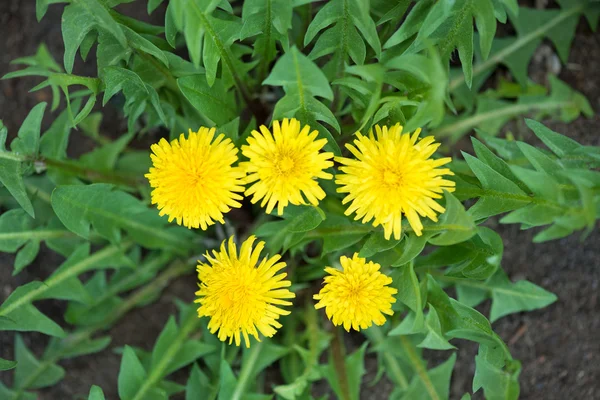 Löwenzahnblüten — Stockfoto