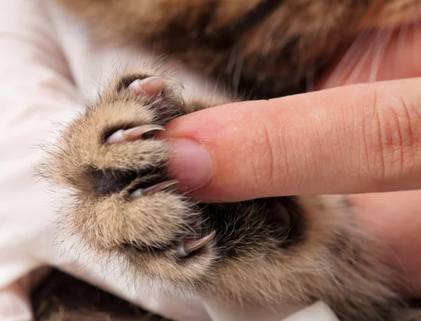 La patte du chaton — Photo