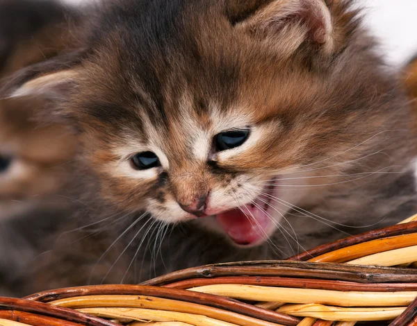 Siberische kitten — Stockfoto