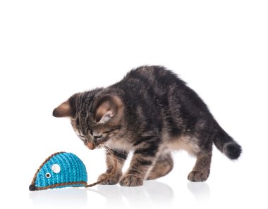 şirin kedi yavrusu