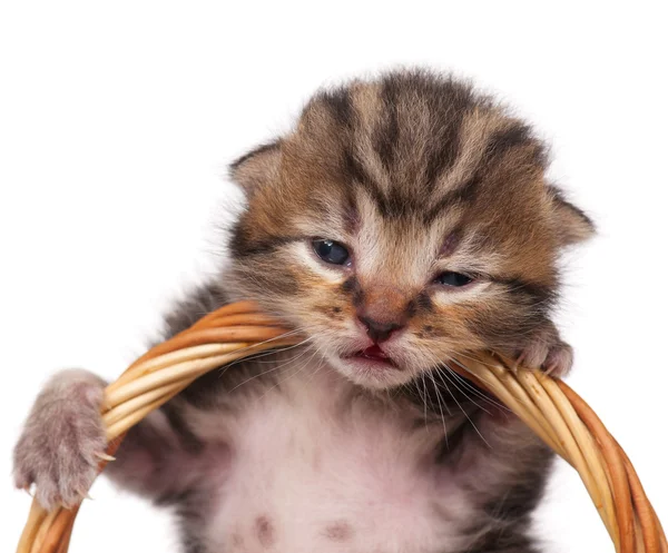 Niedliches Kätzchen — Stockfoto