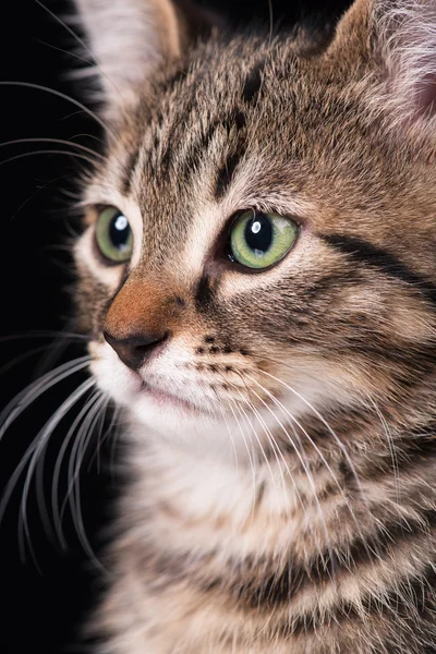 Leuk Katje — Stockfoto