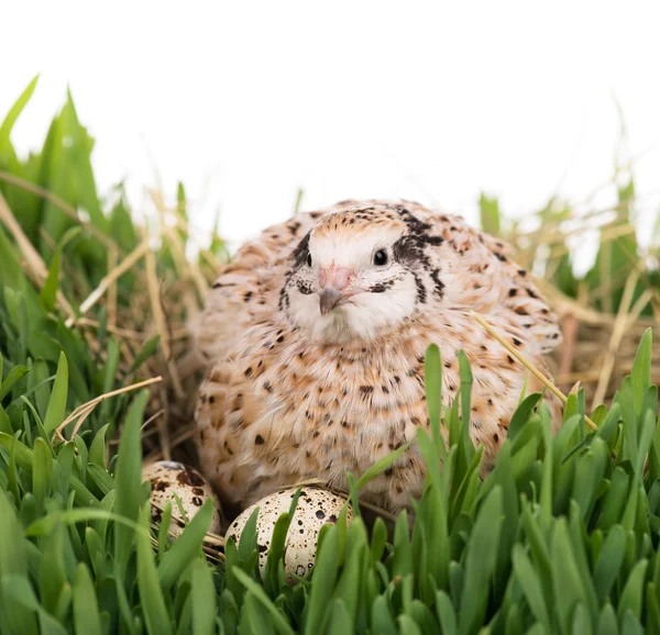 Cute quail — Stock Photo, Image