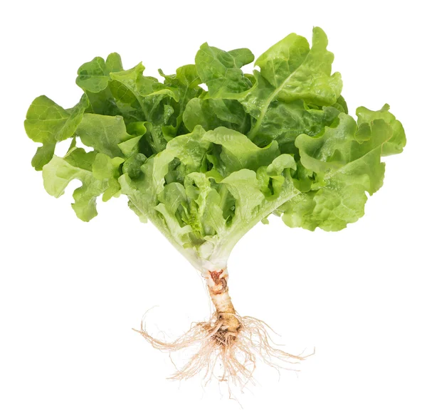 Salată verde — Fotografie, imagine de stoc