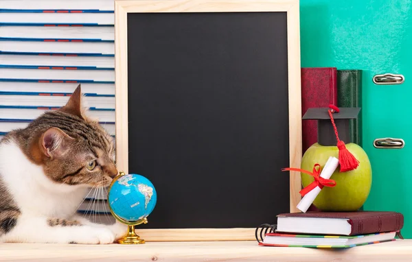 Scientific cat — Stock Photo, Image