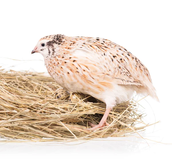 Cute quail — Stock Photo, Image