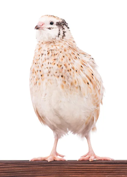 Cute quail — Stock Photo, Image