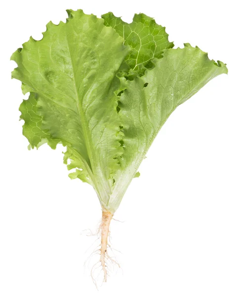 Green lettuce — Stock Photo, Image