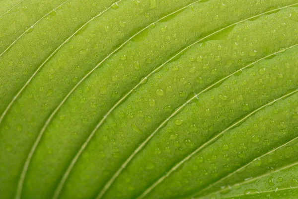 Feuille verte — Photo