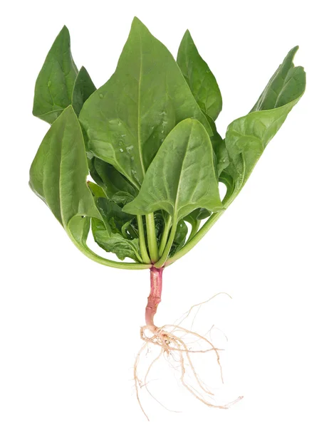 Spinach bunch — Stock Photo, Image