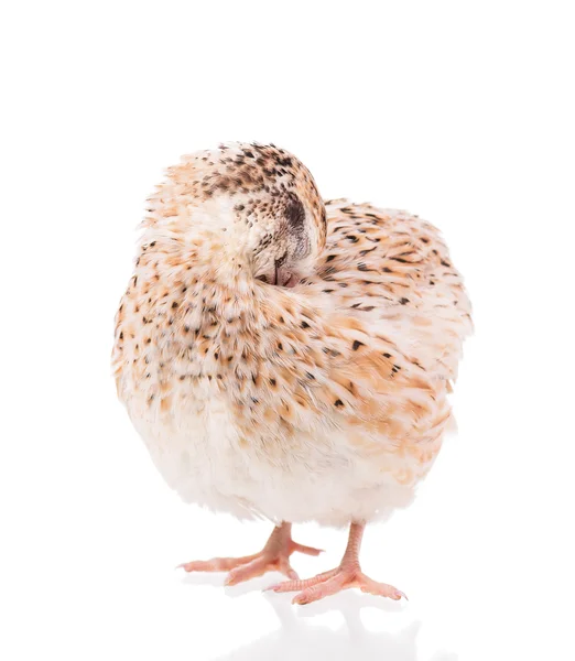 Adult quail — Stock Photo, Image