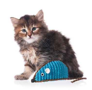 Siberian kedi