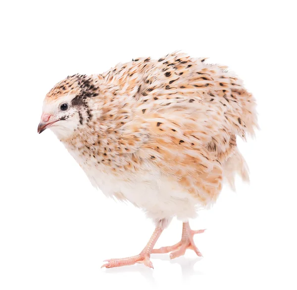 Cute quail — Stock Photo, Image