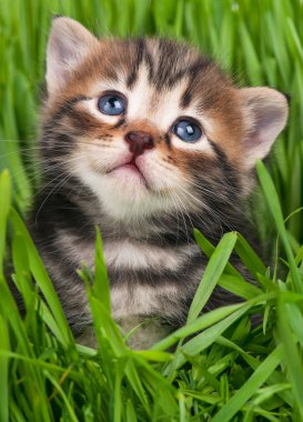 şirin kedi yavrusu